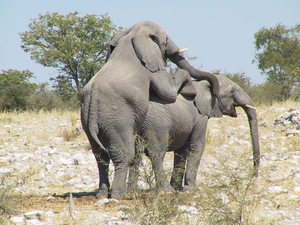 Разведение слонов – это процесс, который повторяется каждые 3-7 лет.