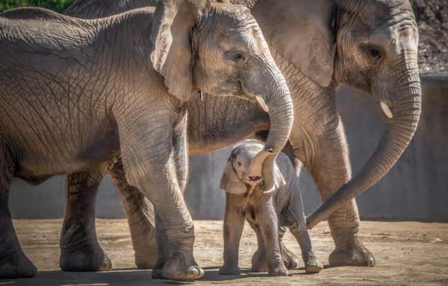 Как долго слоны беременеют и как они заботятся о своих детенышах?