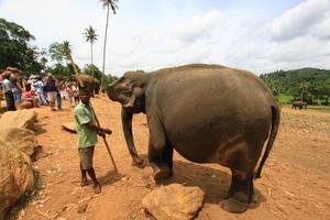 Беременная слониха изображена на фото