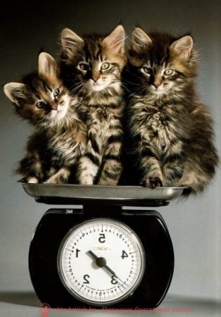 вес котенка, вес котенка по месяцам, вес британского котенка, вес шотландского котенка, вес котенка, вес котенка мейн кун, вес котенка в 3 месяца, вес котенка в 4 месяца, вес котенка в 2 месяца, вес котенка в 5 месяцев, шотландский котенок вес в месяц, вес котенка в месяц таблица, вес британского котенка в месяц, нормы веса котенка, месячный вес котенка, нормальный вес котенка, вес новорожденного котенка вес, вес новорожденного котенка, таблица веса британского котенка, рост и вес котенка, шотландские котята таблица вес, вес шотландского вислоухого котенка, вес котенка в 6 месяцев, котенок не набирает вес, вес котенка по неделям, вес котенка в 1 месяц, вес и возраст котенка, котенок не набирает вес, нормальный вес котенка, определить возраст котенка по весу,котенок плохо набирает вес, вес котят при рождении, вес котенка в 7 месяцев, вес котенка в 9 месяцев, вес котенка в три месяца, вес котенка в 8 месяцев, вес котенка в 1,5 месяца, вес котенка в 3 недели, вес котенка в 3 месяца, прибавка в весе котенка, вес котенка в два месяца, британский стандартный вес котят, вес котенка в два месяца, вес трехмесячного котенка, вес кошка, вес британской кошки, вес шотландской кошки, вес кошки столовой, нормальный вес кошки, вес взрослой кошки, вес кошки в год, вес бенгальской кошки, вес шотландской кошки Вислоухая кошка, вес кошек мейн-кун, нормальный вес кошек, средний вес кошки, вес сибирской кошки, вес британской кошки стол, вес кошки по месяцам,вес абиссинской кошки, размеры и вес бенгальской кошки, вес кошки в 1 год, вес домашней кошки, вес кошки не прибавляет в весе, вес русской голубой кошки, вес русской голубой кошки, вес кошки по возрасту, вес кошки бобтейл , размер и вес абиссинской кошки, вес норвежской лесной кошки, вес взрослой шотландской кошки, вес сиамской кошки, вес кошки мейкун, вес ориентальной кошки, вес тайской кошки, вес бенгальской кошки, рост, вес кошки в 7 месяцев, вес кошки в 6 месяцев, потеря веса у кошек, нормальный вес кошек, вес взрослой кошки шотландской вислоухой, вес кошки в 4 месяца, рост веса британских кошек, вес персидских кошек, размер британских кошек, вес британских кошек вес по месяцам, вес кошки сфинкс, вес кошки в 3 месяца, потеря веса кошки, вес бурманской кошки,вес невской маскарадной кошки, таблица веса кошки по возрасту, потому что кошка не толстеет, весы кошки, весы год кошки, вес британской кошки, вес шотландской кошки, нормальный вес кошки, вес взрослой кошки, вес вислоухой кошки, вес британской кошки, средний вес кошки, вес кошки мейн-кун, вес годовалой кошки, нормальный вес кошки, вес бенгальской кошки, вес шотландской вислоухой кошки, таблица веса кошки , как набрать вес кошке, вес сибирской кошки, вес кошки в 4 месяца, вес кошки в 5 месяцев, размер бенгальской кошки, вес кошки, вес кошки в 7 месяцев, вес кошки в 6 месяцев, кошка худеет, вес кошка в 2 года, максимальный вес кошки, вес рост британских кошек, вес персидской кошки, вес кошки по месяцам,вес британской кошки в 1 год, вес мейн-куна взрослой кошки, вес взрослой британской кошки, вес тростниковой кошки, вес кошек по возрасту, потеря веса у кошки, вес взрослой шотландской кошки, вес взрослой кошки в 3 месяца, вес кошки в 8 месяцев, нормальный вес британской кошки, таблица веса британской кошки, вес кошки в 9 месяцев, кошки-рекордсмены веса, вес русской голубой кошки, почему кошка не набирает вес, вес количество британцев удваивается, вес британца в 3 месяца, вес британца по месяцам, вес мейн куна, вес мейн куна по месяцам, вес котенка мейн куна, вес мейн куна рост, мейн кун размер и вес, вес мейн куна в 4 месяца, вес мейн куна в 5 месяцев, таблица веса мейн куна, вес мейн куна в 6 месяцев, вес взрослого мейн куна,вес мейн куна в год, вес мейн куна 3 месяца, вес мейн куна 8 месяцев, вес мейн куна 2 месяца, вес мейн куна описание породы, норма веса мейн куна, максимальный вес мейн куна, вес мейн куна взрослой кошки мейн кун, мейн кун не набирает вес, вес мейн куна, средний вес мейн куна, вес мейн куна, средний вес мейн куна, вес мейн куна, средний вес мейн куна