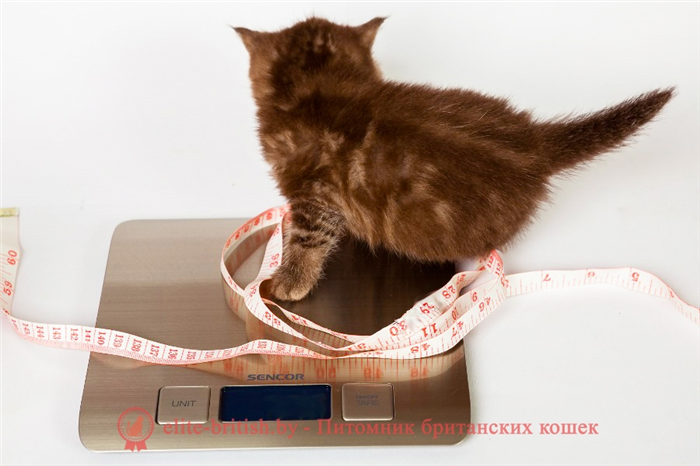 вес котенка, вес котенка по месяцам, вес британского котенка, вес шотландского котенка, вес котенка, вес котенка мейн кун, вес котенка в 3 месяца, вес котенка в 4 месяца, вес котенка в 2 месяца, вес котенка в 5 месяцев, шотландский котенок вес в месяц, вес котенка в месяц таблица, вес британского котенка в месяц, нормы веса котенка, месячный вес котенка, нормальный вес котенка, вес новорожденного котенка вес, вес новорожденного котенка, таблица веса британского котенка, рост и вес котенка, шотландские котята таблица вес, вес шотландского вислоухого котенка, вес котенка в 6 месяцев, котенок не набирает вес, вес котенка по неделям, вес котенка в 1 месяц, вес и возраст котенка, котенок не набирает вес, нормальный вес котенка, определить возраст котенка по весу,котенок плохо набирает вес, вес котят при рождении, вес котенка в 7 месяцев, вес котенка в 9 месяцев, вес котенка в три месяца, вес котенка в 8 месяцев, вес котенка в 1,5 месяца, вес котенка в 3 недели, вес котенка в 3 месяца, прибавка в весе котенка, вес котенка в два месяца, британский стандартный вес котят, вес котенка в два месяца, вес трехмесячного котенка, вес кошка, вес британской кошки, вес шотландской кошки, вес кошки столовой, нормальный вес кошки, вес взрослой кошки, вес кошки в год, вес бенгальской кошки, вес шотландской кошки Вислоухая кошка, вес кошек мейн-кун, нормальный вес кошек, средний вес кошки, вес сибирской кошки, вес британской кошки стол, вес кошки по месяцам,вес абиссинской кошки, размеры и вес бенгальской кошки, вес кошки в 1 год, вес домашней кошки, вес кошки не прибавляет в весе, вес русской голубой кошки, вес русской голубой кошки, вес кошки по возрасту, вес кошки бобтейл , размер и вес абиссинской кошки, вес норвежской лесной кошки, вес взрослой шотландской кошки, вес сиамской кошки, вес кошки мейкун, вес ориентальной кошки, вес тайской кошки, вес бенгальской кошки, рост, вес кошки в 7 месяцев, вес кошки в 6 месяцев, потеря веса у кошек, нормальный вес кошек, вес взрослой кошки шотландской вислоухой, вес кошки в 4 месяца, рост веса британских кошек, вес персидских кошек, размер британских кошек, вес британских кошек вес по месяцам, вес кошки сфинкс, вес кошки в 3 месяца, потеря веса кошки, вес бурманской кошки,вес невской маскарадной кошки, таблица веса кошки по возрасту, потому что кошка не толстеет, весы кошки, весы год кошки, вес британской кошки, вес шотландской кошки, нормальный вес кошки, вес взрослой кошки, вес вислоухой кошки, вес британской кошки, средний вес кошки, вес кошки мейн-кун, вес годовалой кошки, нормальный вес кошки, вес бенгальской кошки, вес шотландской вислоухой кошки, таблица веса кошки , как набрать вес кошке, вес сибирской кошки, вес кошки в 4 месяца, вес кошки в 5 месяцев, размер бенгальской кошки, вес кошки, вес кошки в 7 месяцев, вес кошки в 6 месяцев, кошка худеет, вес кошка в 2 года, максимальный вес кошки, вес рост британских кошек, вес персидской кошки, вес кошки по месяцам,вес британской кошки в 1 год, вес мейн-куна взрослой кошки, вес взрослой британской кошки, вес тростниковой кошки, вес кошек по возрасту, потеря веса у кошки, вес взрослой шотландской кошки, вес взрослой кошки в 3 месяца, вес кошки в 8 месяцев, нормальный вес британской кошки, таблица веса британской кошки, вес кошки в 9 месяцев, кошки-рекордсмены веса, вес русской голубой кошки, почему кошка не набирает вес, вес количество британцев удваивается, вес британца в 3 месяца, вес британца по месяцам, вес мейн куна, вес мейн куна по месяцам, вес котенка мейн куна, вес мейн куна рост, мейн кун размер и вес, вес мейн куна в 4 месяца, вес мейн куна в 5 месяцев, таблица веса мейн куна, вес мейн куна в 6 месяцев, вес взрослого мейн куна,вес мейн куна в год, вес мейн куна 3 месяца, вес мейн куна 8 месяцев, вес мейн куна 2 месяца, вес мейн куна описание породы, норма веса мейн куна, максимальный вес мейн куна, вес мейн куна взрослой кошки мейн кун, мейн кун не набирает вес, вес мейн куна, средний вес мейн куна, вес мейн куна, средний вес мейн куна, вес мейн куна, средний вес мейн куна