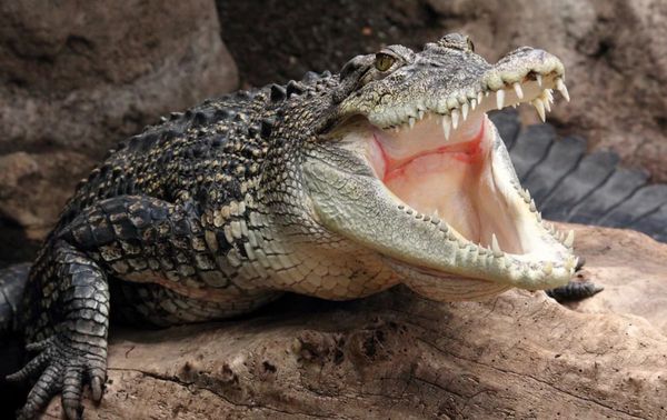 Сколько живут крокодилы: продолжительность жизни рептилий в дикой природе и в неволе