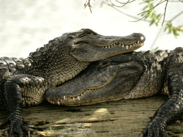 Сколько живут крокодилы: продолжительность жизни рептилий в дикой природе и в неволе