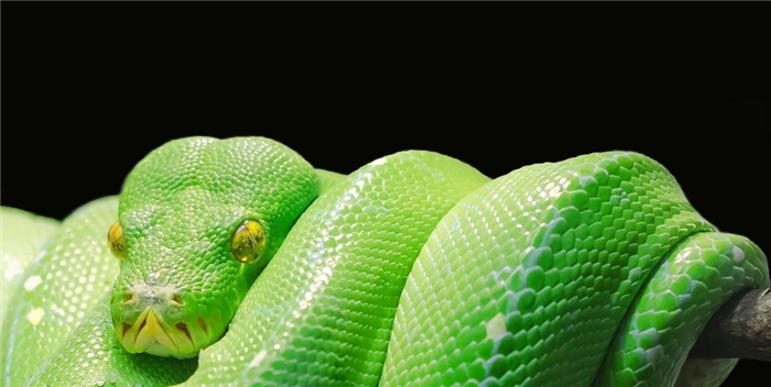 Зеленая змея свисает с ветки