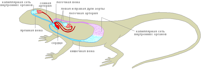 Кровеносная система рептилий