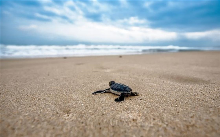 Детеныш морской черепахи ползает по песку