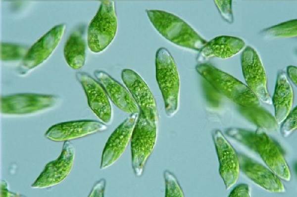 Euglena-Green-Описание-характеристики-структура-и-размножение-Euglena-Green-2