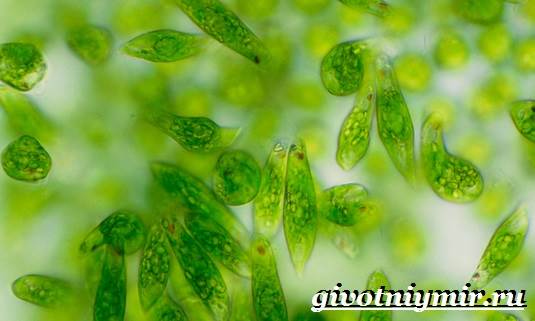 Эвглена-зеленый-образ жизни-и-среда обитания-эвглена-зеленый-6
