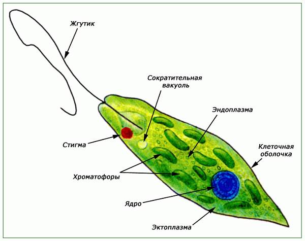 Euglena-Green-Описание-характеристики-структура-и-размножение-Euglena-Green-1