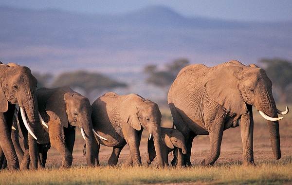 Слон-животное-описание-характеристики-виды-образ жизни-и-среда обитания-слон-13