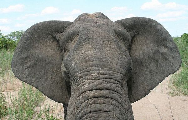 уши слона