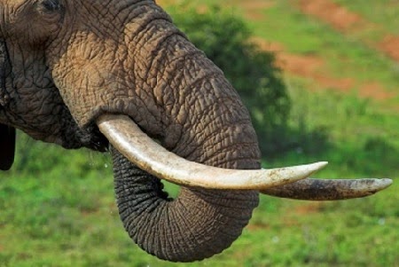 бивни слона