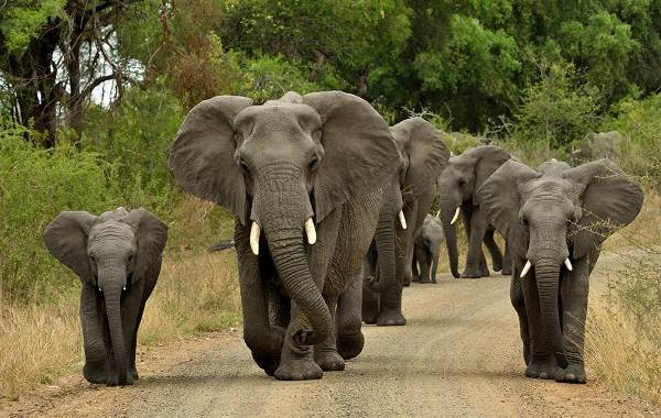 Слон-животное-описание-характеристики-виды-образ жизни-и-среда обитания-слон-12