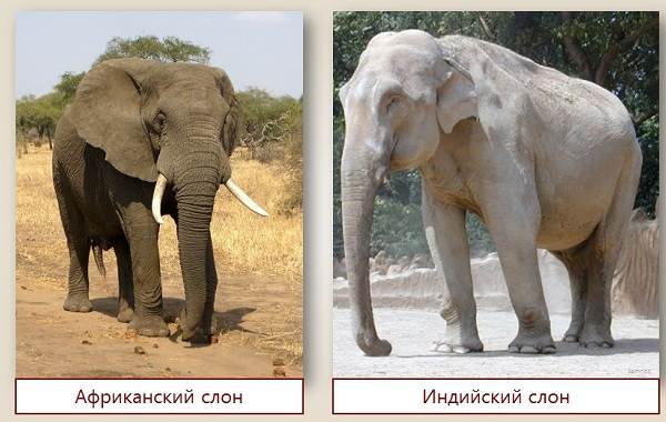 Слон-животное-описание-характеристики-виды-образ жизни-и-среда обитания-слон-11