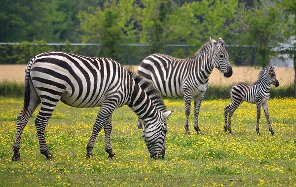 Зебра-животное-описание-характеристики-виды-образ жизни-и-среда обитания-зебра-14