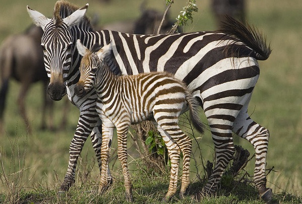 Зебра-животное-описание-характеристики-виды-образ жизни-и-среда обитания-зебра-16