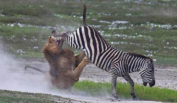 зебра борется со львом