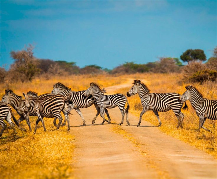 Где живет зебра