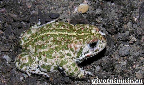 Наземная жаба-образ жизни и среда обитания-6