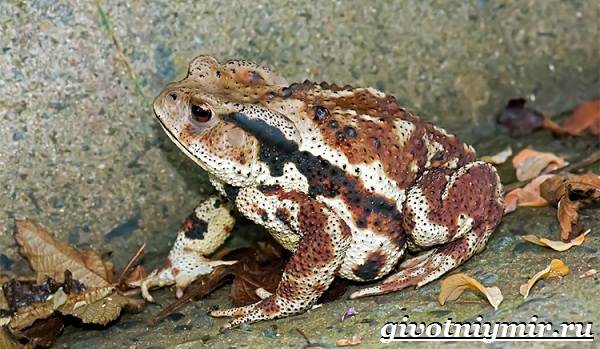Наземная жаба-образ жизни и среда обитания-3
