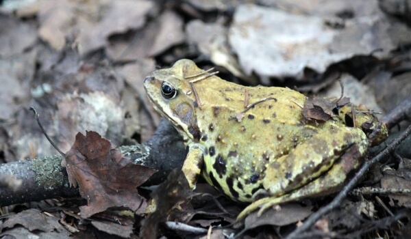 Фото: Краснокнижные жабы