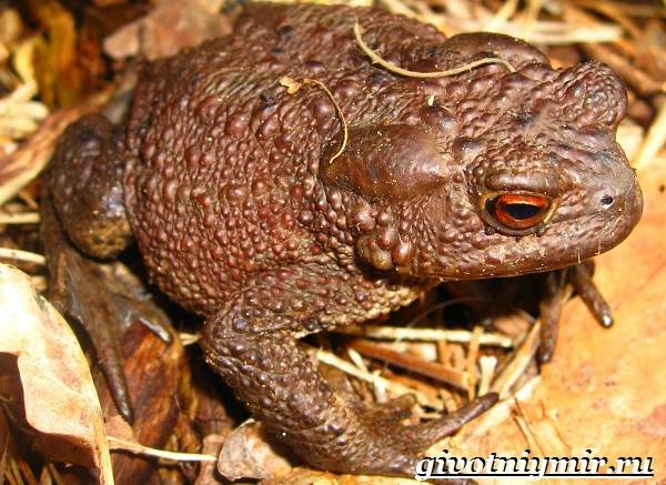 Наземная жаба-образ жизни и среда обитания-5