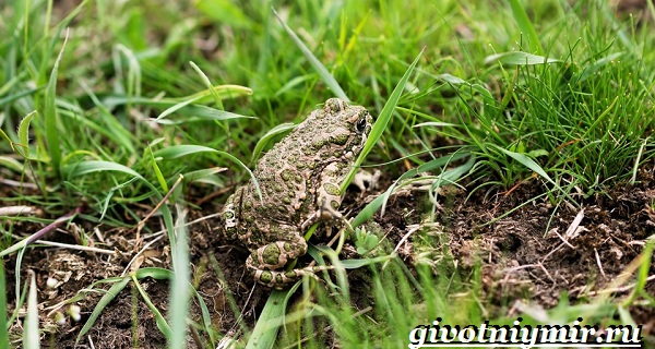Наземная жаба-образ жизни и среда обитания-жаба-жаба
