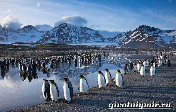 Животные-Антарктида-Описание-и-характеристики-животные-Антарктида-1