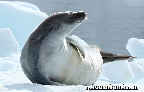 Животные-Антарктида-Описание-и-характеристики-животные-Антарктида-3