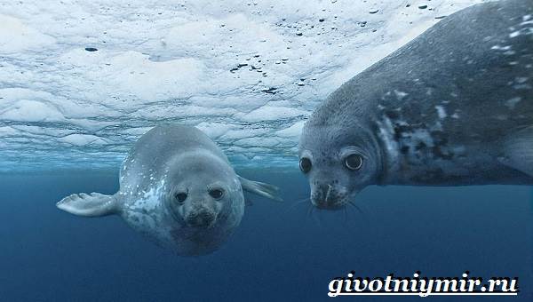 Животные-Антарктида-Описание-и-характеристики-животные-Антарктида-2