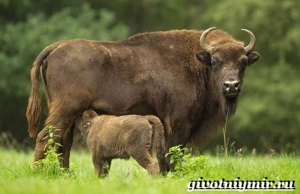 Бизон-животное-образ жизни-и-среда обитания-бизон-4