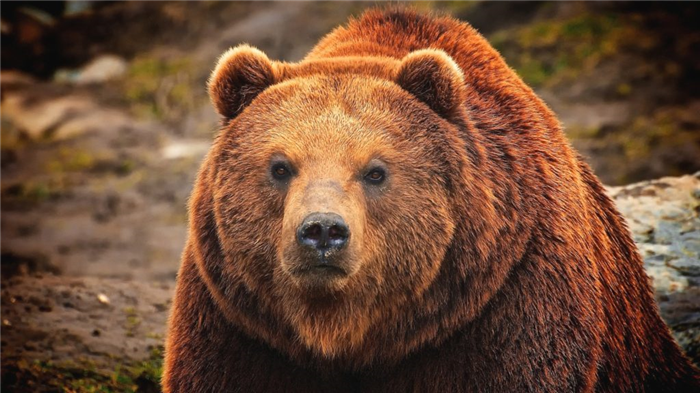 Медведь — один из главных врагов зубра