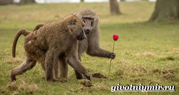 Бабуин-обезьяна-образ жизни-и-среда обитания-бабуин-8