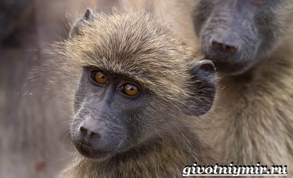 Бабуин-обезьяна-образ жизни-и-среда обитания-бабуин-5