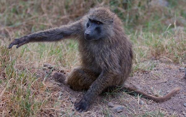 Бабуин-обезьяна-Описание-характеристики-образ жизни-и-среда обитания-бабуин-12