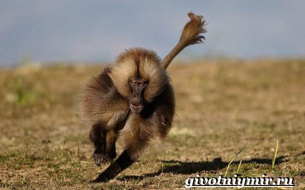 Бабуин-обезьяна-образ жизни-и-среда обитания-бабуин-6