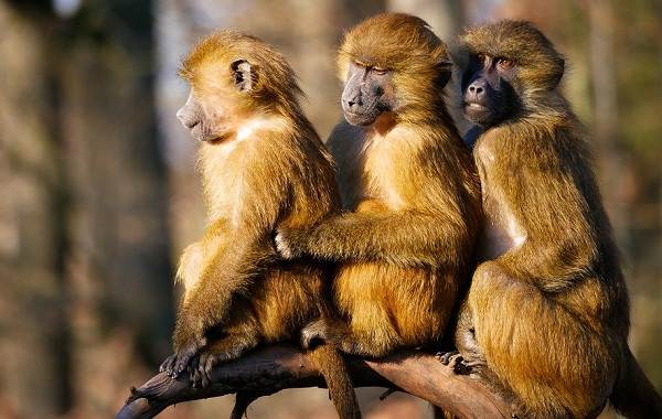 Бабуин-обезьяна-Описание-характеристики-образ жизни-и-среда обитания-бабуин-11