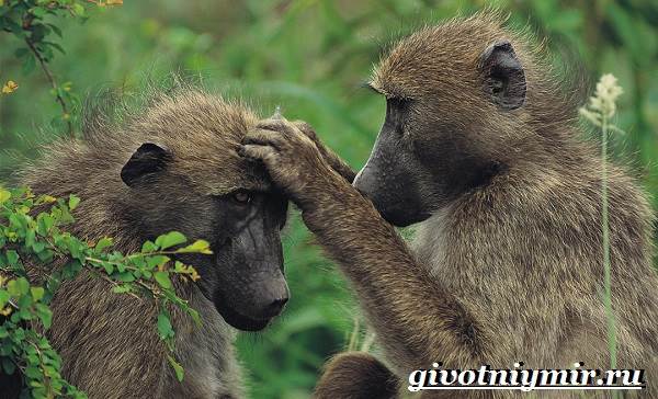 Бабуин-обезьяна-бабуин-образ жизни и среда обитания-7