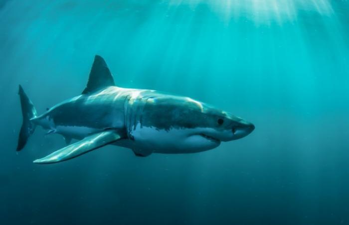 Большая белая акула (33 фото)