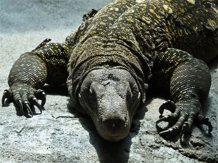 Варана Сальвадора (Varanus salvadorii) называют британским крокодилом из-за сходства этой крупной ящерицы с крокодилами