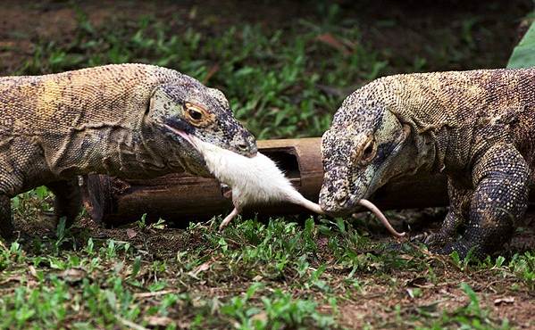 Комодо-ящерица-животное-описание-особенности-образ жизни-и-среда обитания-ящерица-17