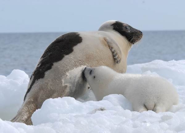 Тюлень-животное-описание-характеристики-виды-образ жизни-и-среда обитания-тюлень-14
