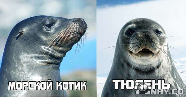 Слева - морской котик, справа - тюлень