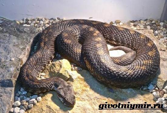 Гюрза-змея-образ жизни-и-среда обитания-гырза-7