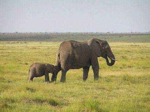 африканская слониха со слоненком