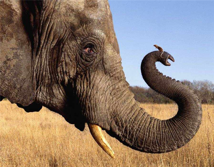 Слон — описание, виды, где живет, чем питается, фото