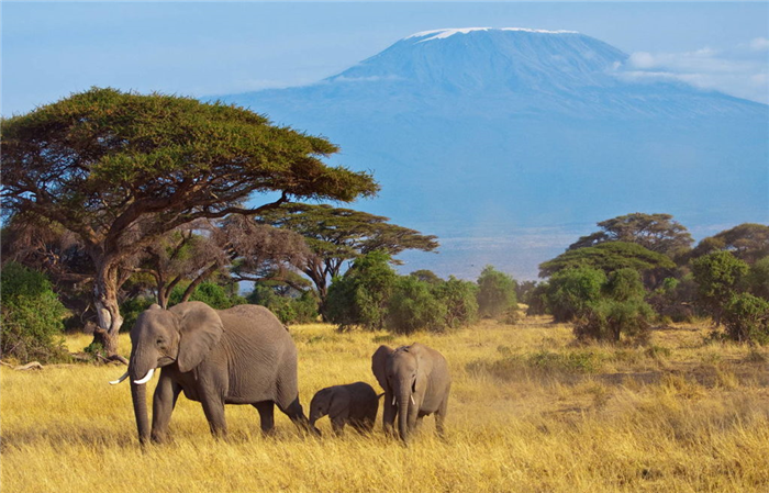 африканские слоны фото