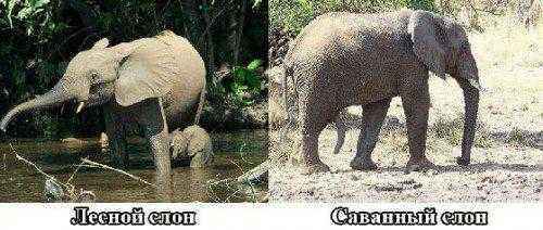 саванна и лесные слоны