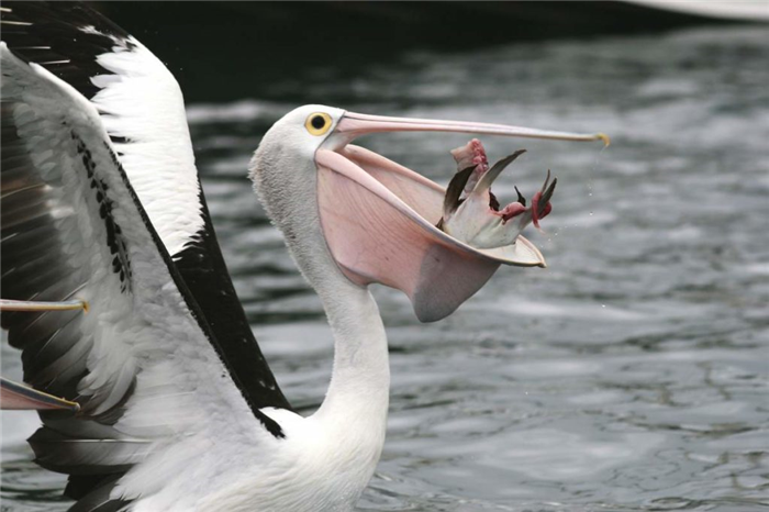 Американский белый пеликан