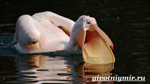 Пеликан-птица-образ жизни-и-среда обитания-пеликан-6